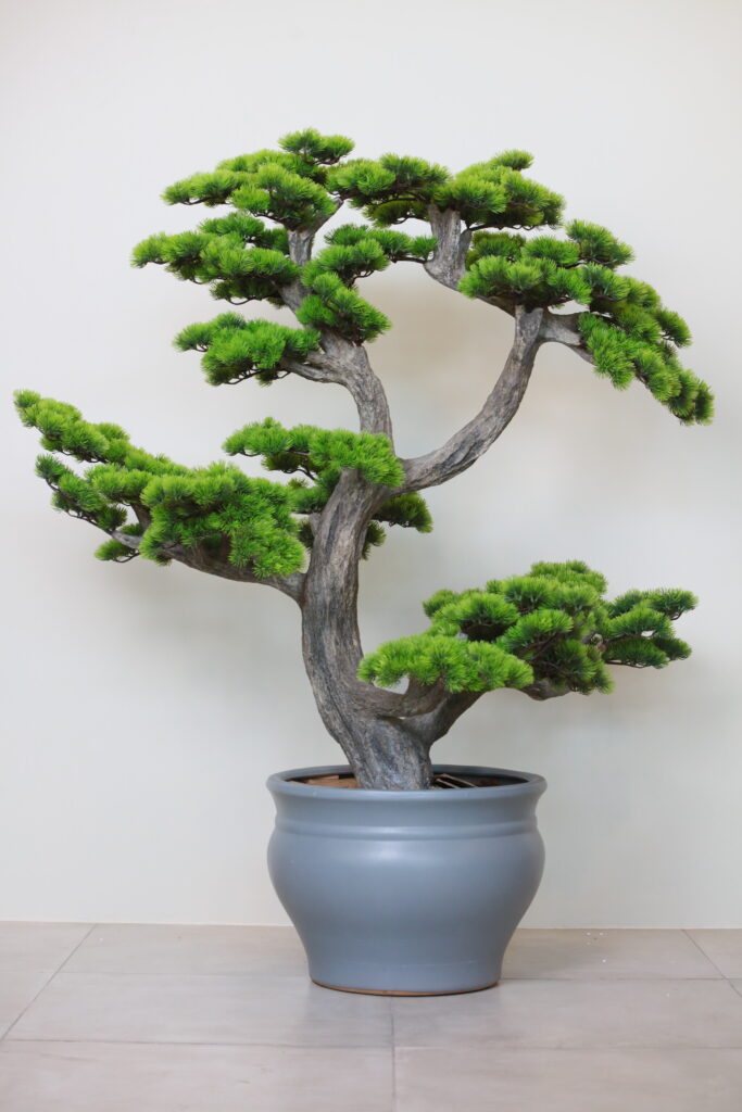 Best Outdoor plants in Abu Dhabi