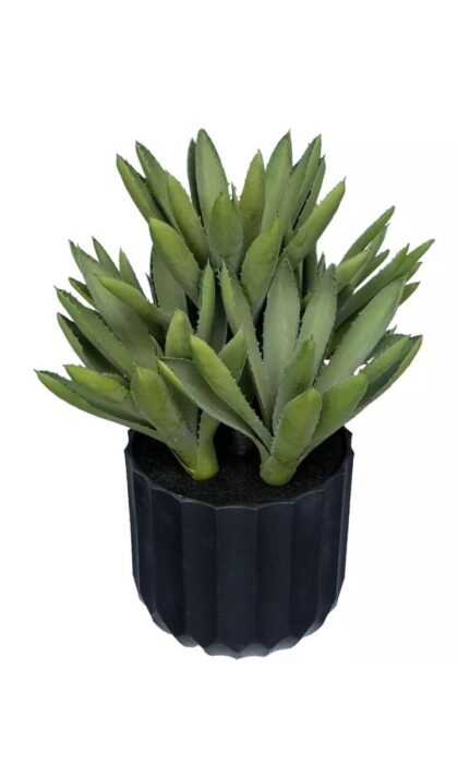 Aloe Black Gem - green