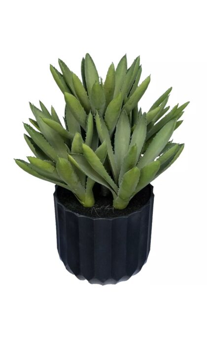 Aloe Black Gem - green