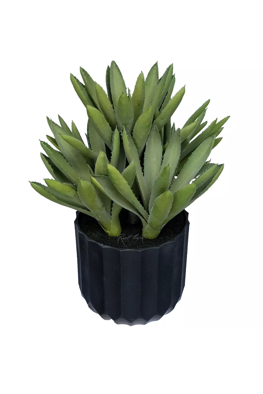 Aloe Black Gem - green