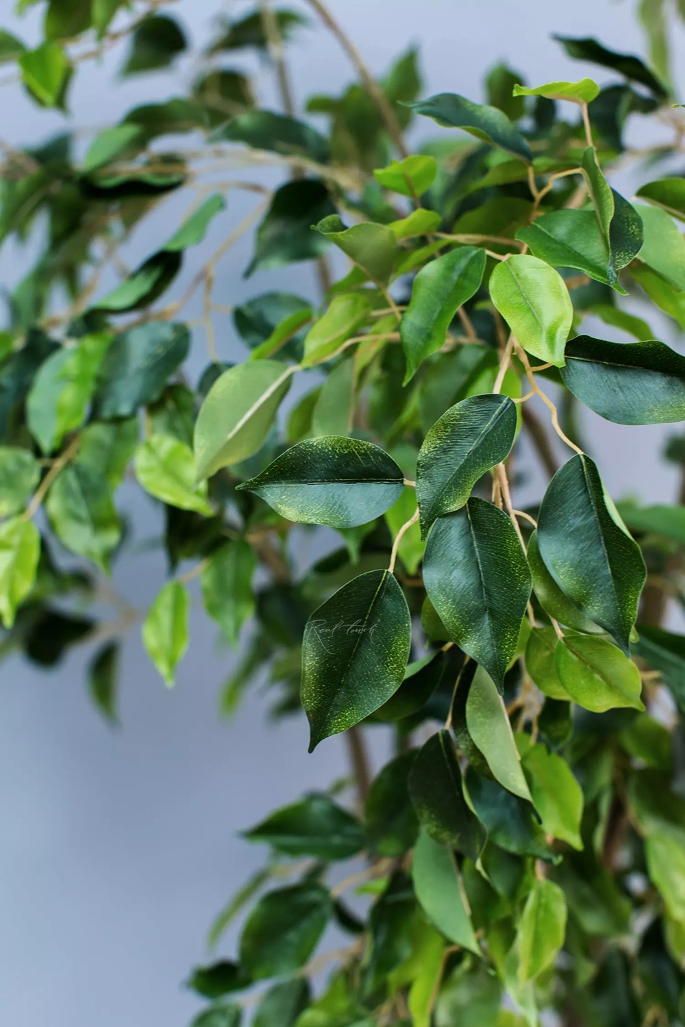Artificial Ficus Benjamina Weeping fig 300cm - Image 3