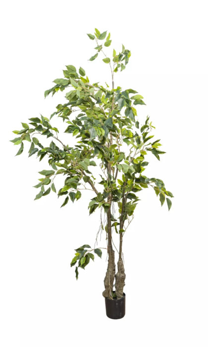 Ficus Benjamina Weeping fig 150cm - Green