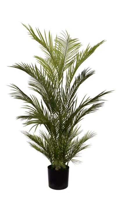Areca Chrysalidocarpus Palm 150cm - Green