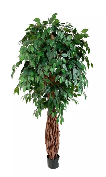 Ficus benjamina Liana