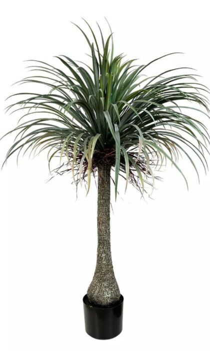 Nolina Palm