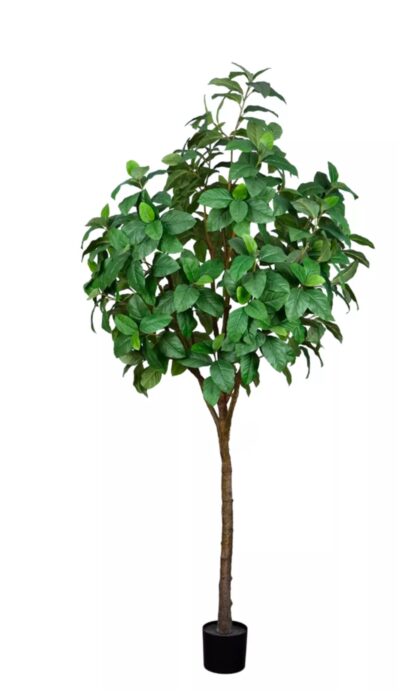 Ficus 240cm - Green