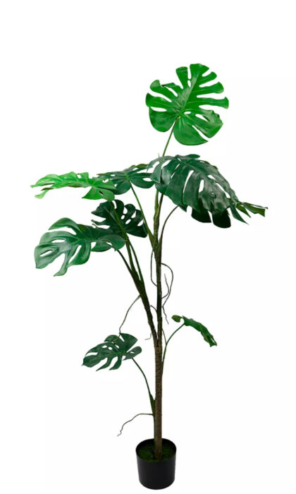 Monstera liana168 cm - Green