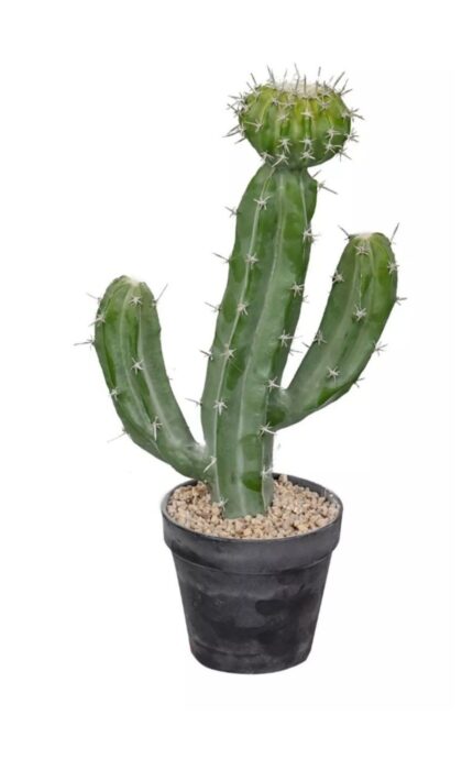 Cactus Cereus validus 41cm - Green