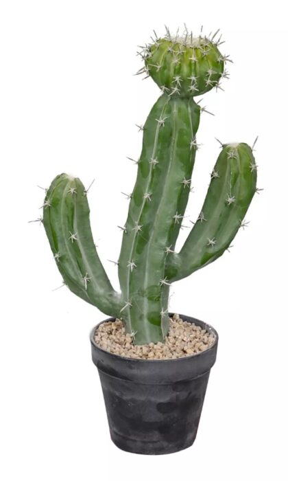 Cactus Cereus validus 41cm - Green