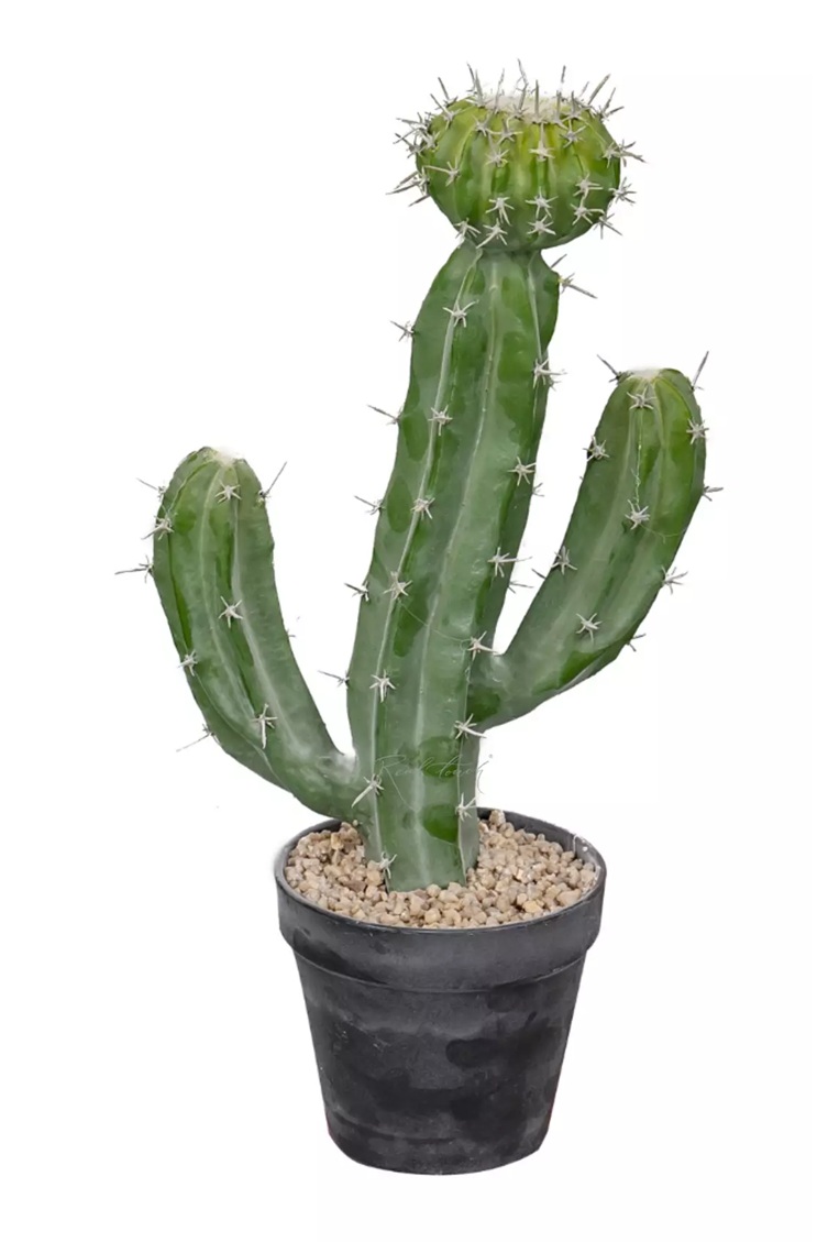 Cactus Cereus validus 41cm - Green