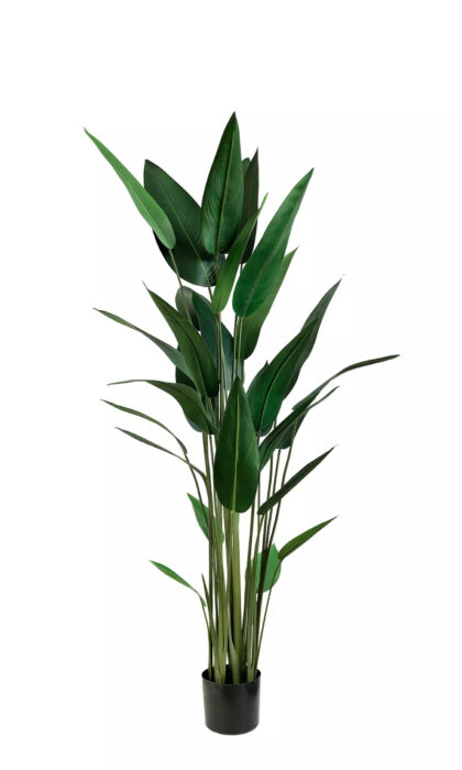 Strelitzia reginae 180cm - Green
