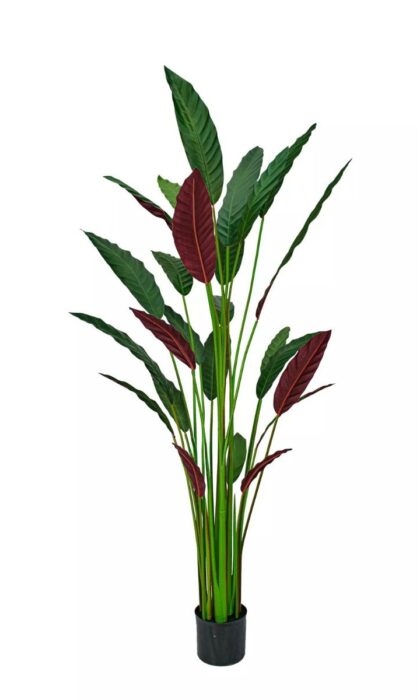 Calathea rufibarba 160cm - Dark green