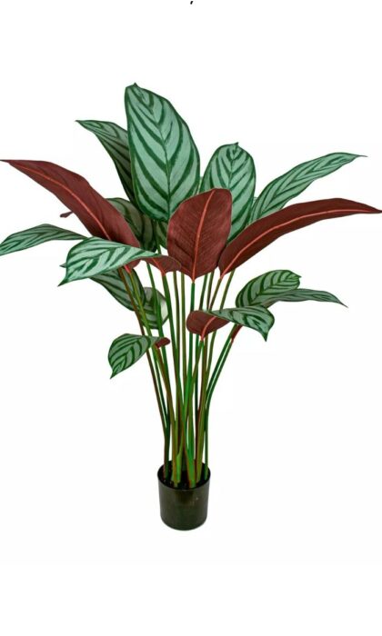 Calathea Freddie Bush 110cm