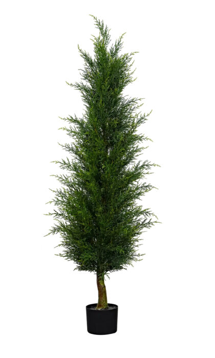 Western Thuja 180 cm