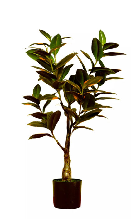 Ficus Elastica Melanie 75cm - Pink Green