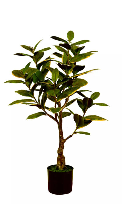 Ficus Elastica Melanie 75cm - White Green