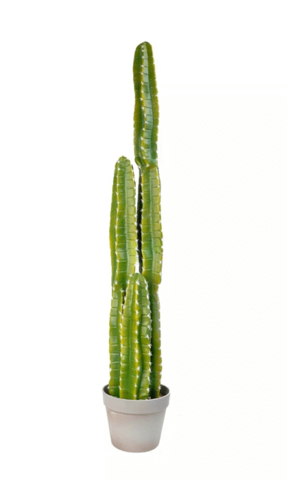 Cactus Cereus Medium 108