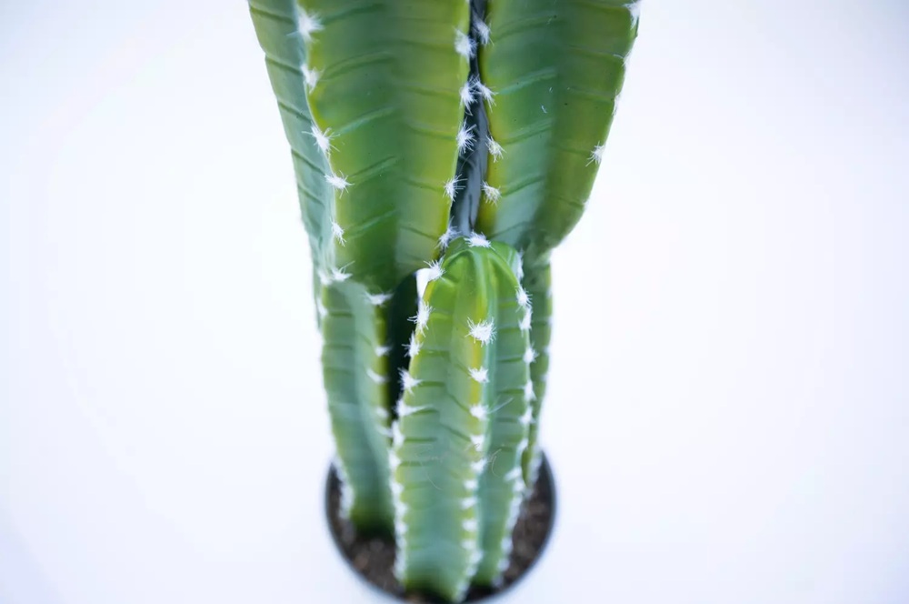 Cactus Cereus Medium 108 - Image 2