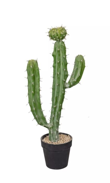 Cactus Cereus Validus 62cm