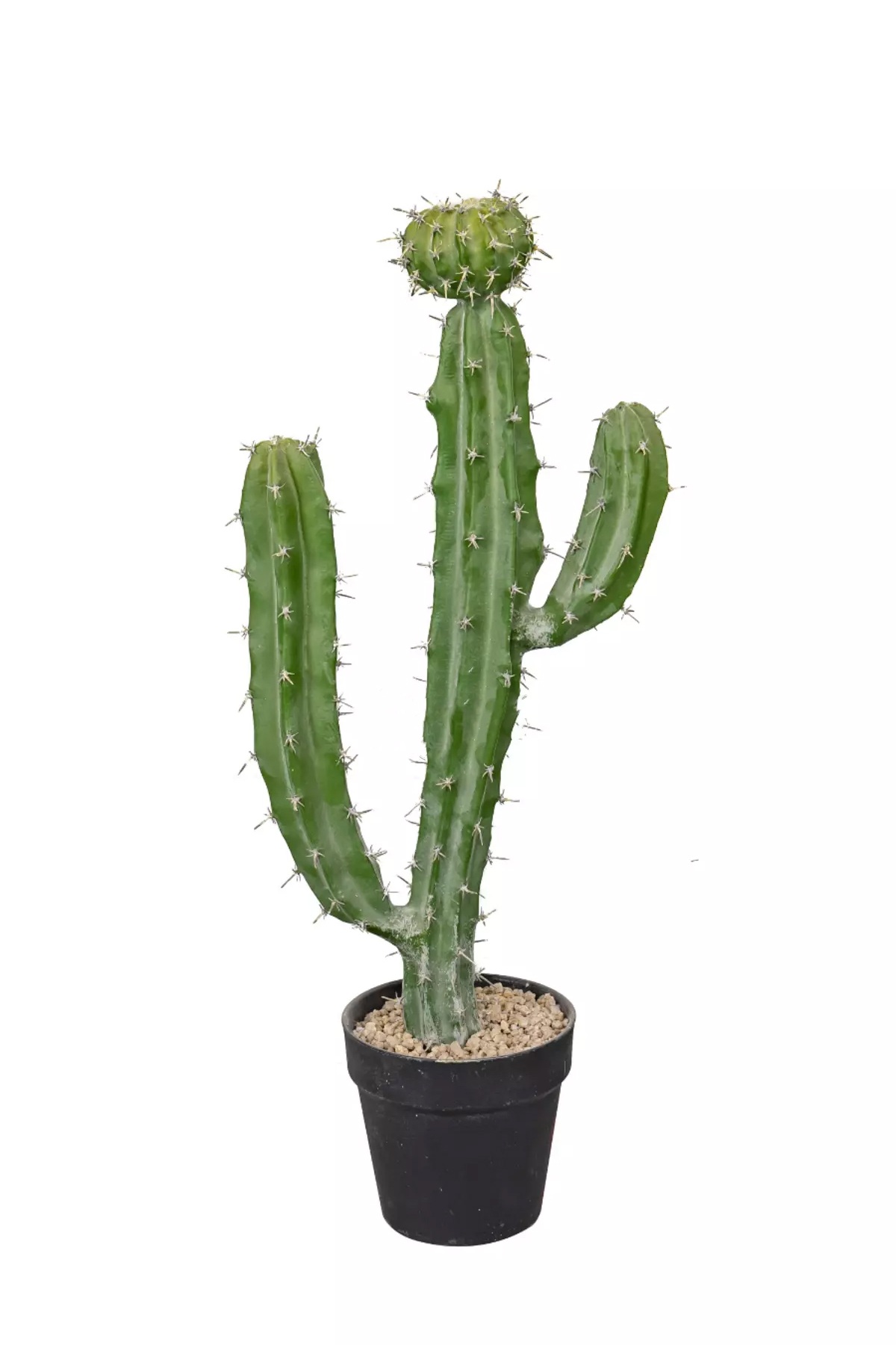 Cactus Cereus Validus 62cm