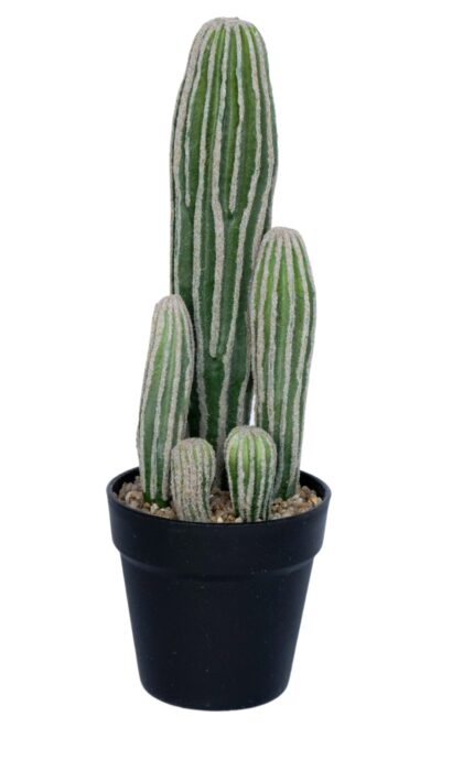 Cactus San Oedr small 42 cm