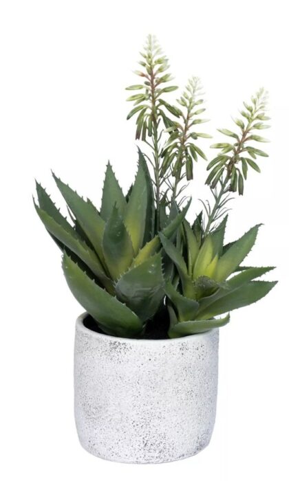 Blooming Aloe - Green