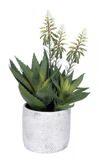 Blooming Aloe - Green