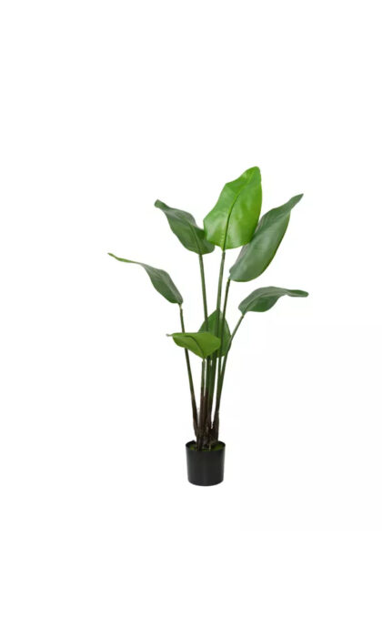 Strelitzia Nicolai Wild banana bush 108 cm - Green