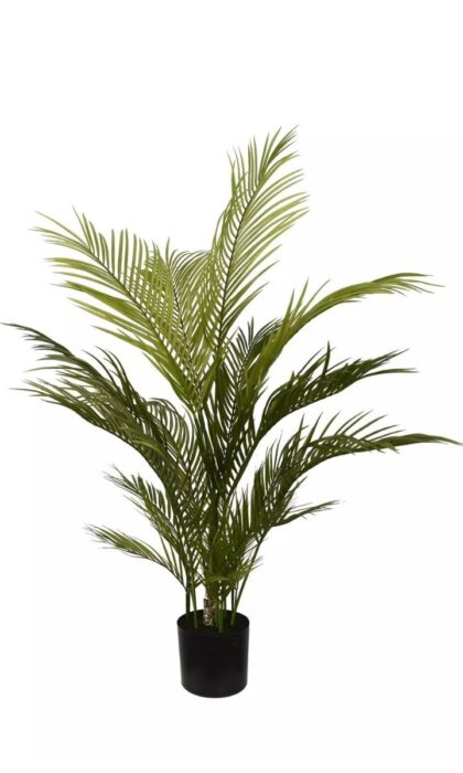 Areca Chrysalidocarpus palm 120cm