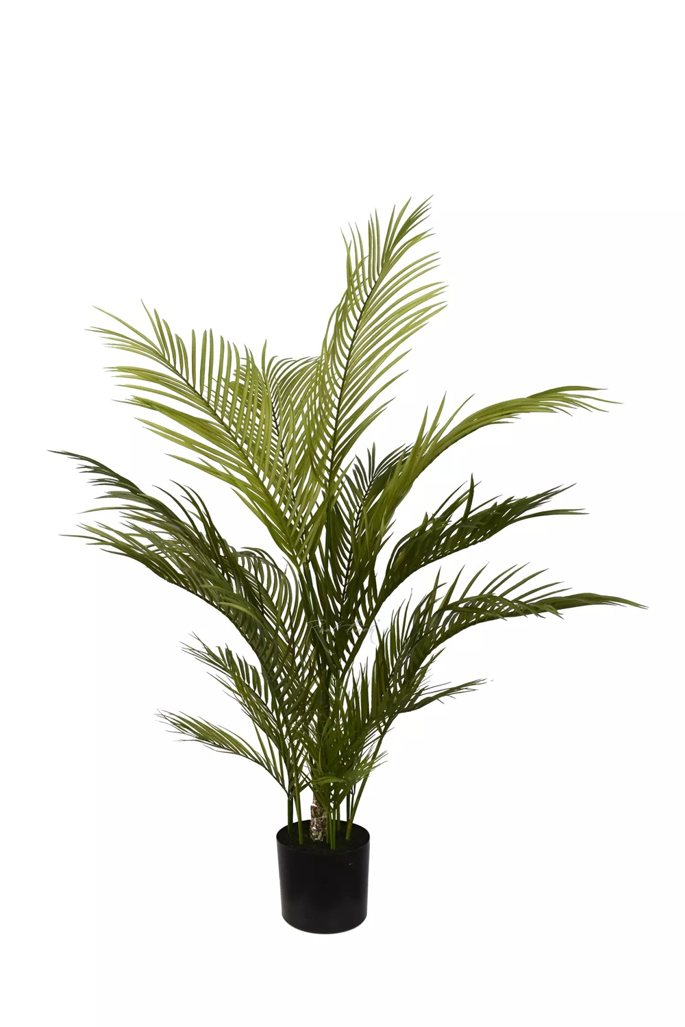 Areca Chrysalidocarpus palm 120cm