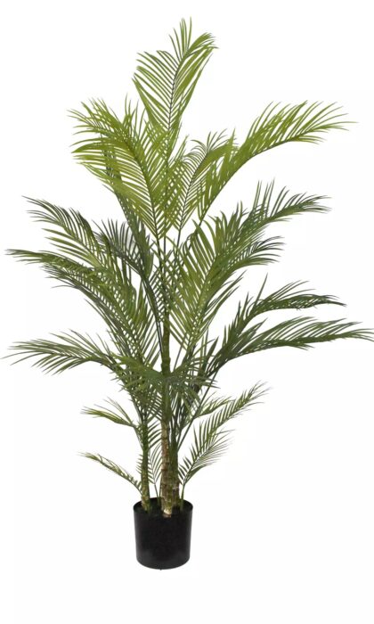 Areca Chrysalidocarpus Palm 180cm
