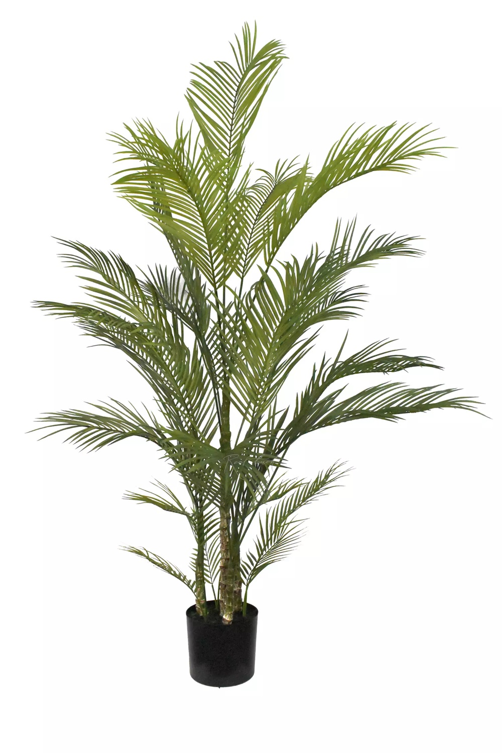 Areca Chrysalidocarpus Palm 180cm