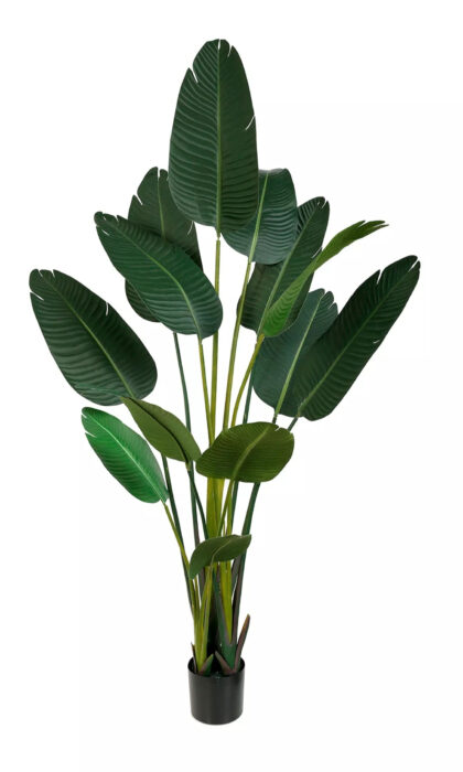 Strelitzia Nicolai 180cm