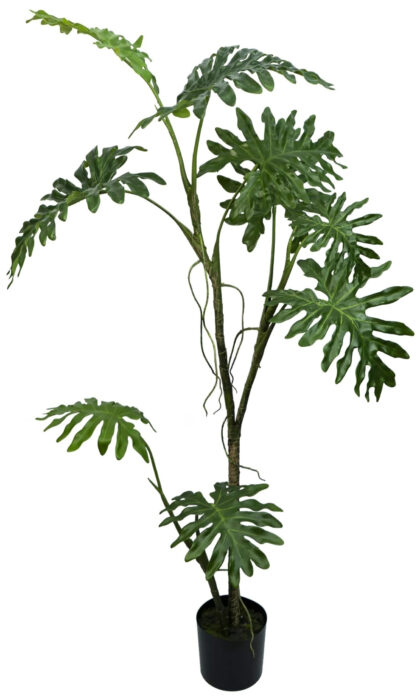 Philodendron biconvex liana 168 cm