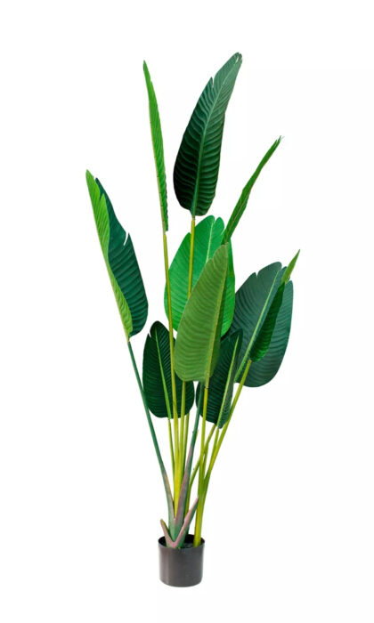 Strelitzia Nicolai 160 cm