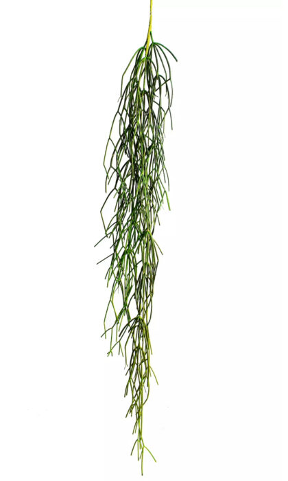 Rhipsalis (Mistletoe cactus) 120cm - Green