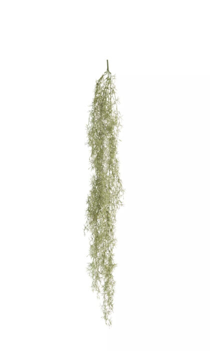 Tillandsia usneoides (Spanish moss) - Dusty Green