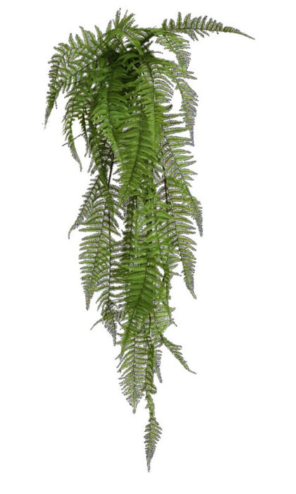 Polystichum lonchitis 117cm - Green