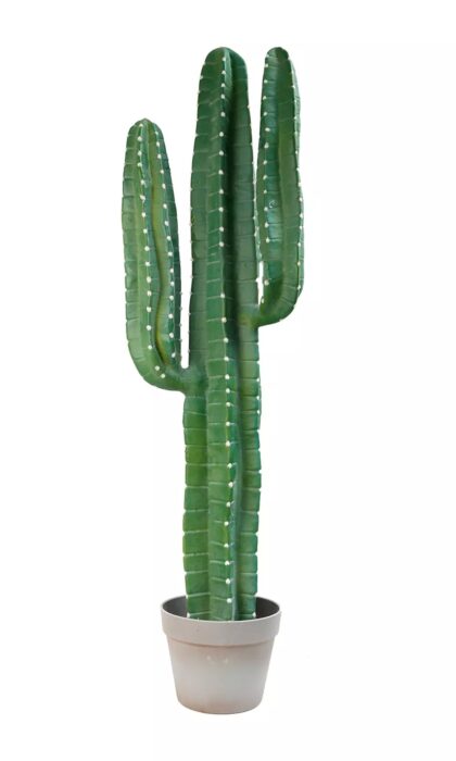 Cactus Cereus medium 98cm