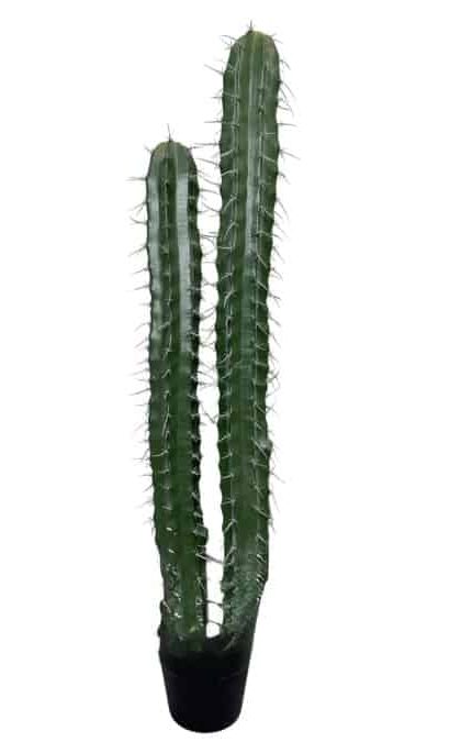 Cactus Stetsonia (2 trunks) 105cm