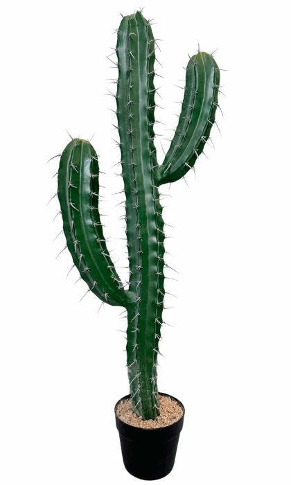 Cactus Stetsonia (1 trunk) 101cm