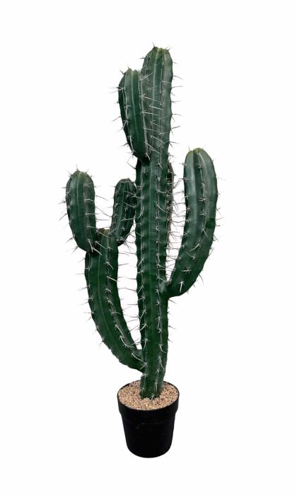 Cactus Stetsonia (branchy) 101cm