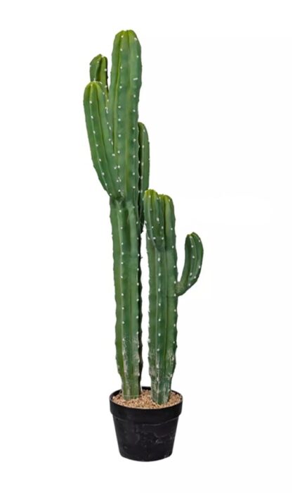 Cactus Cereus Jamakaru 101cm - Green