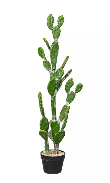 Cactus Opuntia tomentosa 112cm - Green