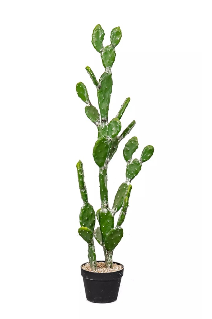 Cactus Opuntia tomentosa 112cm - Green