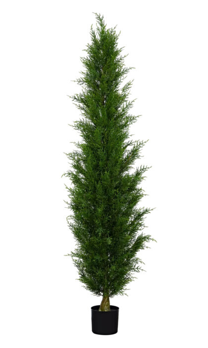 Western Thuja 210cm