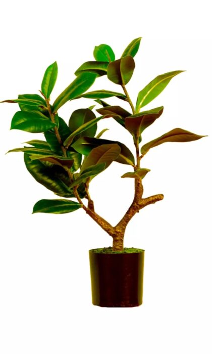 Ficus Elastica Melanie 51cm - Green