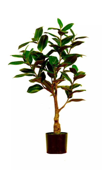 Ficus Elastica Melanie 75cm - Green