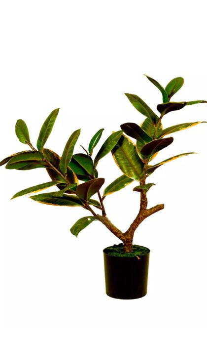 Ficus Elastica Melanie 51cm - White Green