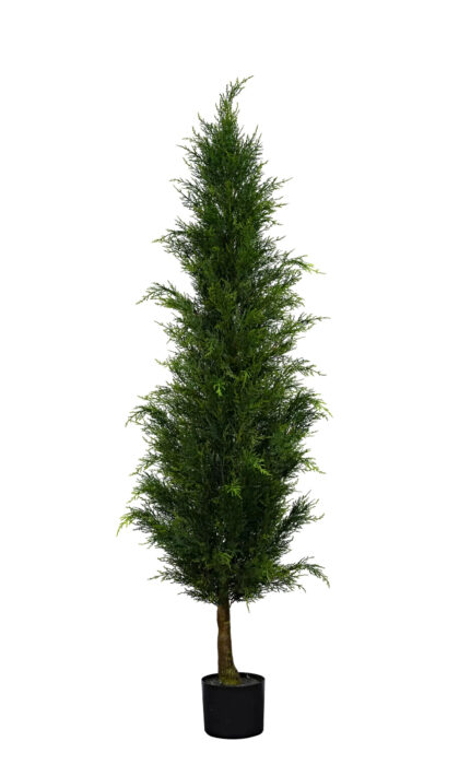 Western Thuja 150cm